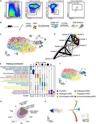 Single-Cell Atlas Reveals Fatty Acid Metabolites Regulate the Functional Heterogeneity of Mesenchymal Stem Cells